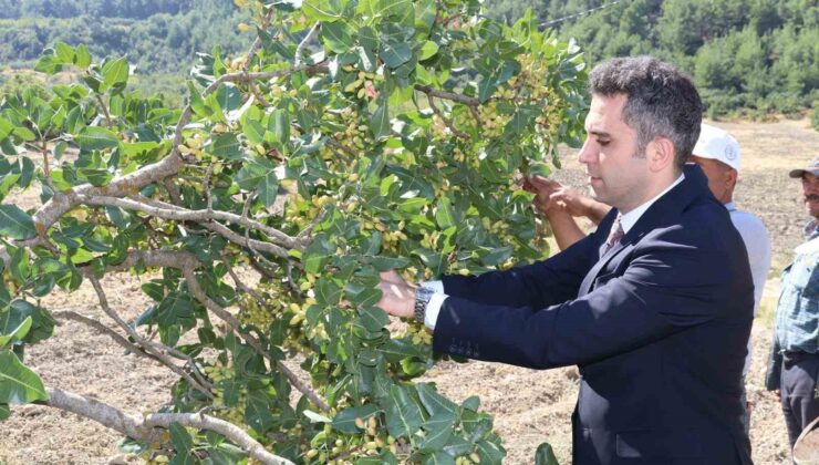 Selendi’nin ’Yeşil Altın’ın da hasat başladı