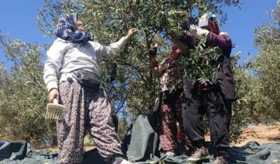 Coğrafi işaretli Domat zeytininde hasat başladı
