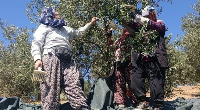 Coğrafi işaretli Domat zeytininde hasat başladı