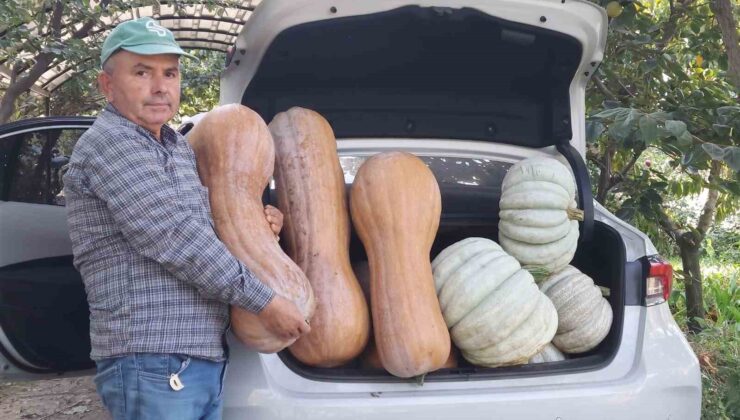 Emekli öğretmenin bahçesinde dev balkabakları yetişti