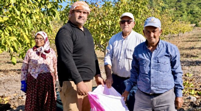 Orman köylüsüne gelir kapısı olan ağaçlar meyve verdi