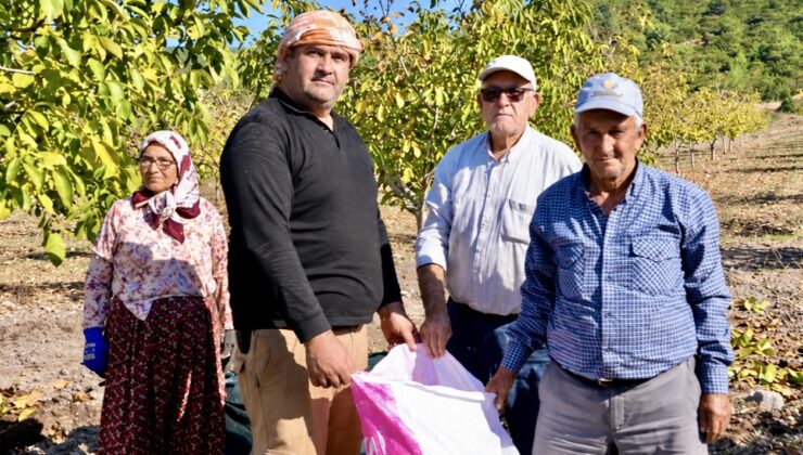 Orman köylüsüne gelir kapısı olan ağaçlar meyve verdi