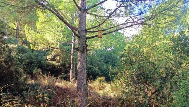 Sarıgöl ormanlarına 120 kuş yuvası asıldı