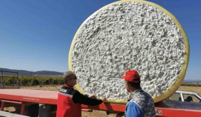 Saruhanlı’da beyaz altın mesaisi başladı