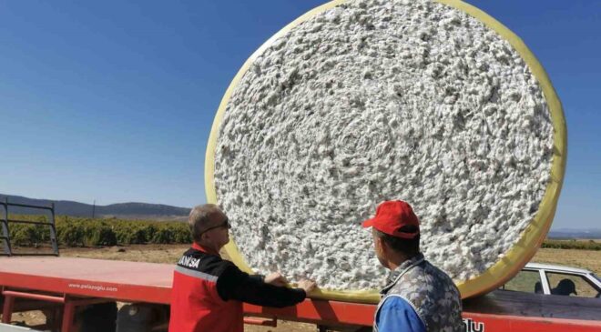 Saruhanlı’da beyaz altın mesaisi başladı