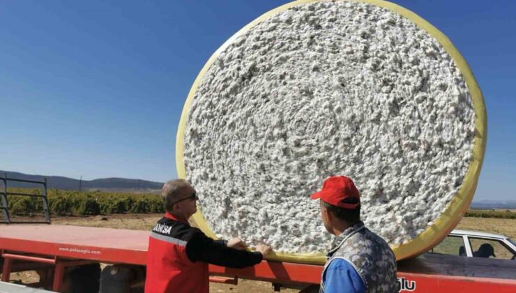 Saruhanlı’da beyaz altın mesaisi başladı